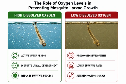the role of oxygen levels in preventing mosquito larvae growth